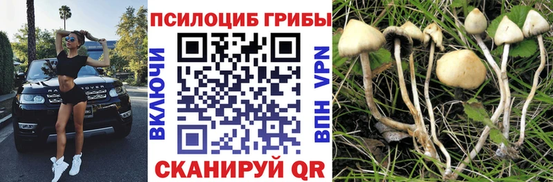 Галлюциногенные грибы Psilocybine cubensis  Купить где  Камешково 